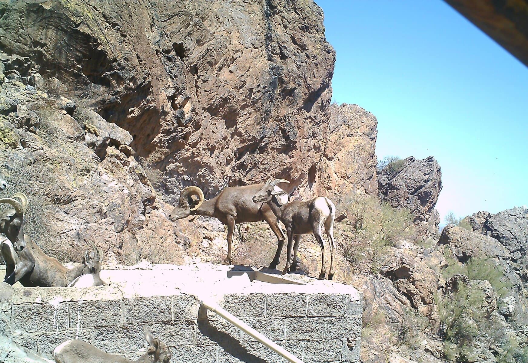 Statue of desert bighorn sheep at Arizona Desert Bighorn Sheep Society in Mesa, AZ.