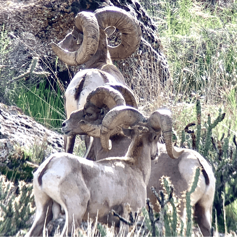 Ram’s horns and desert landscape with bighorn sheep in Mesa, Arizona.