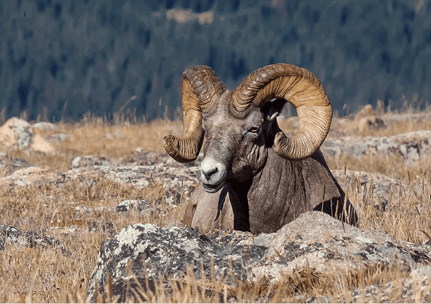 Ram with large curved horns lying in Arizona desert, emphasizing desert bighorn sheep conservation.
