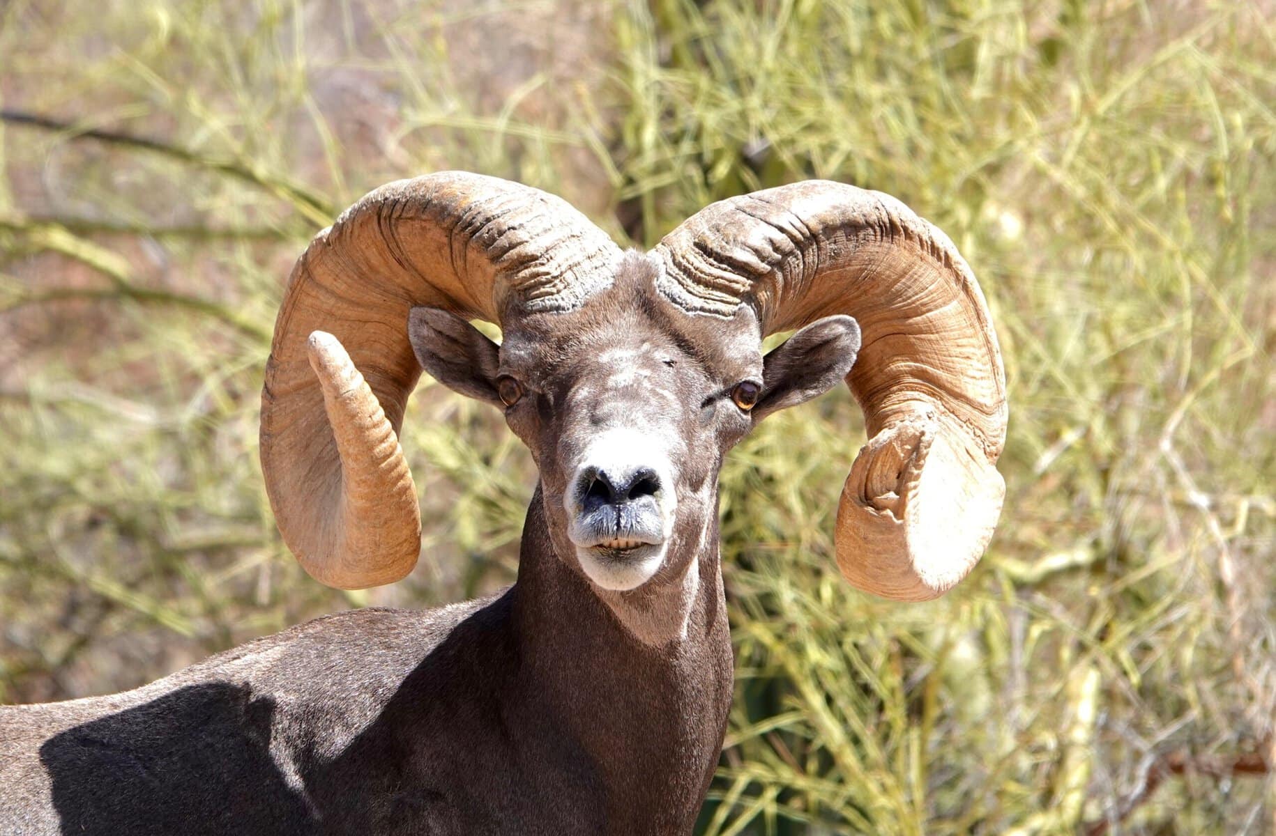 Majestic desert bighorn sheep with large curled horns in Arizona desert.