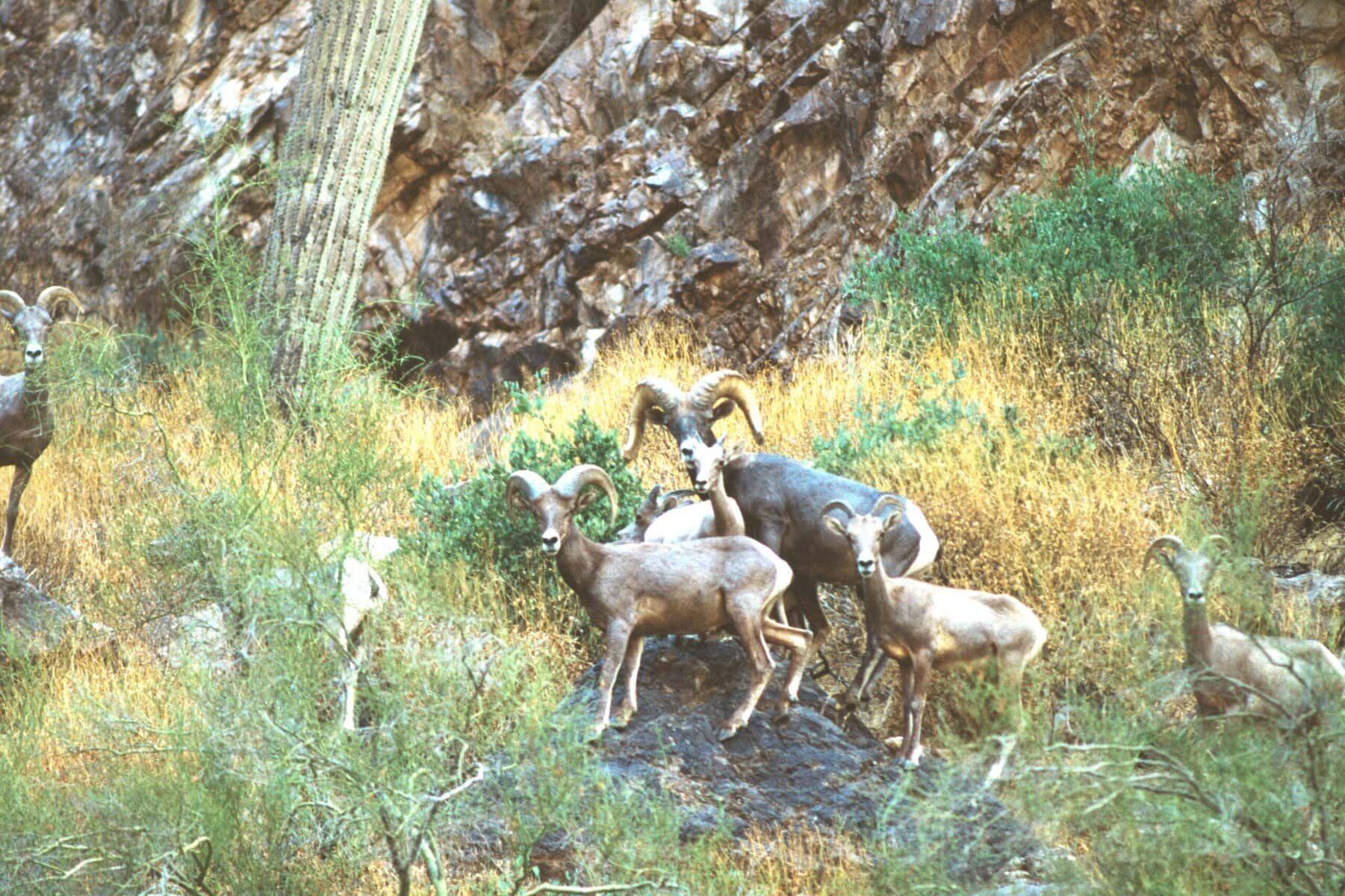 Bighorn sheep in Arizona desert habitat, natural scenery, wildlife conservation in Mesa, AZ.