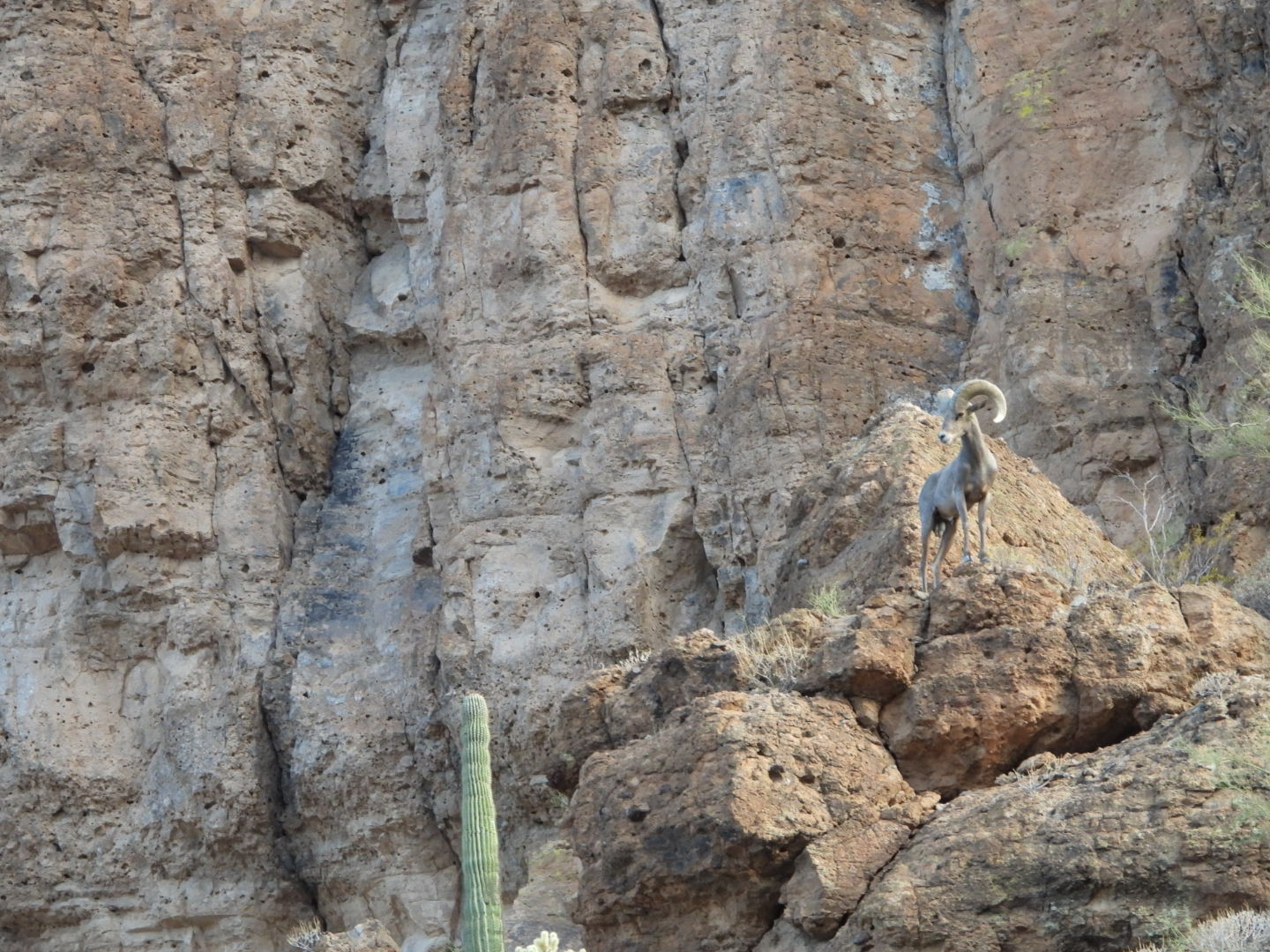 Desert bighorn sheep perched on rocky cliff in Mesa, Arizona, showcasing wildlife conservation.