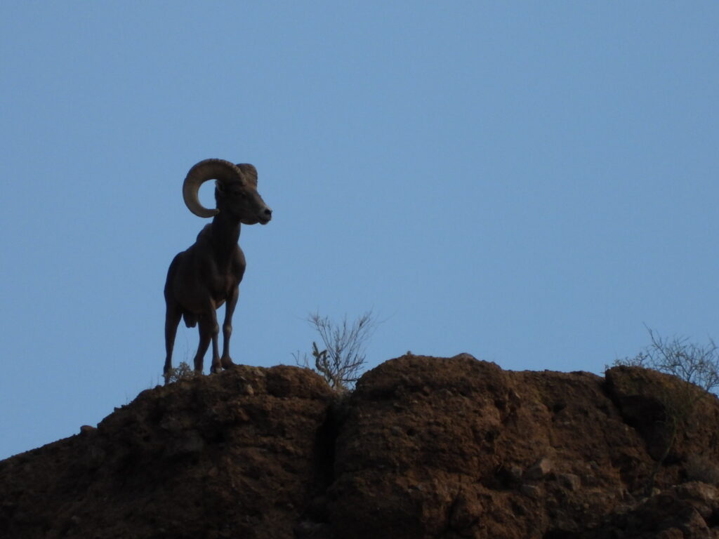 Desert bighorn sheep standing atop rocky terrain in Mesa, AZ, with clear blue sky background.