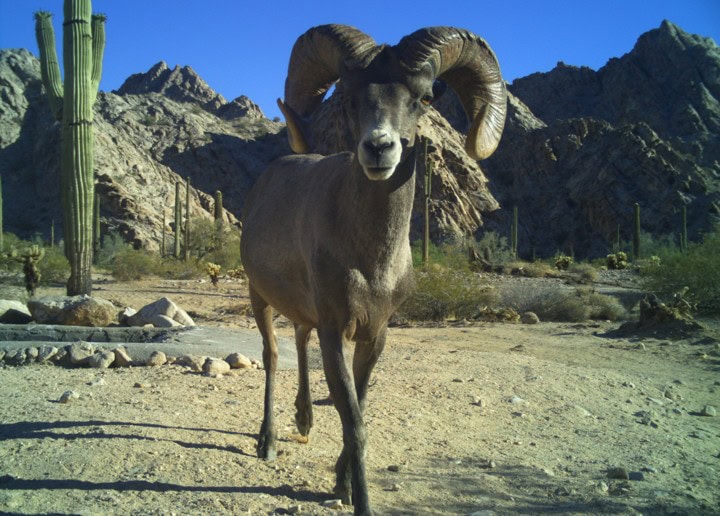 High-quality image of a desert bighorn sheep in Mesa, AZ, highlighting wildlife conservation.