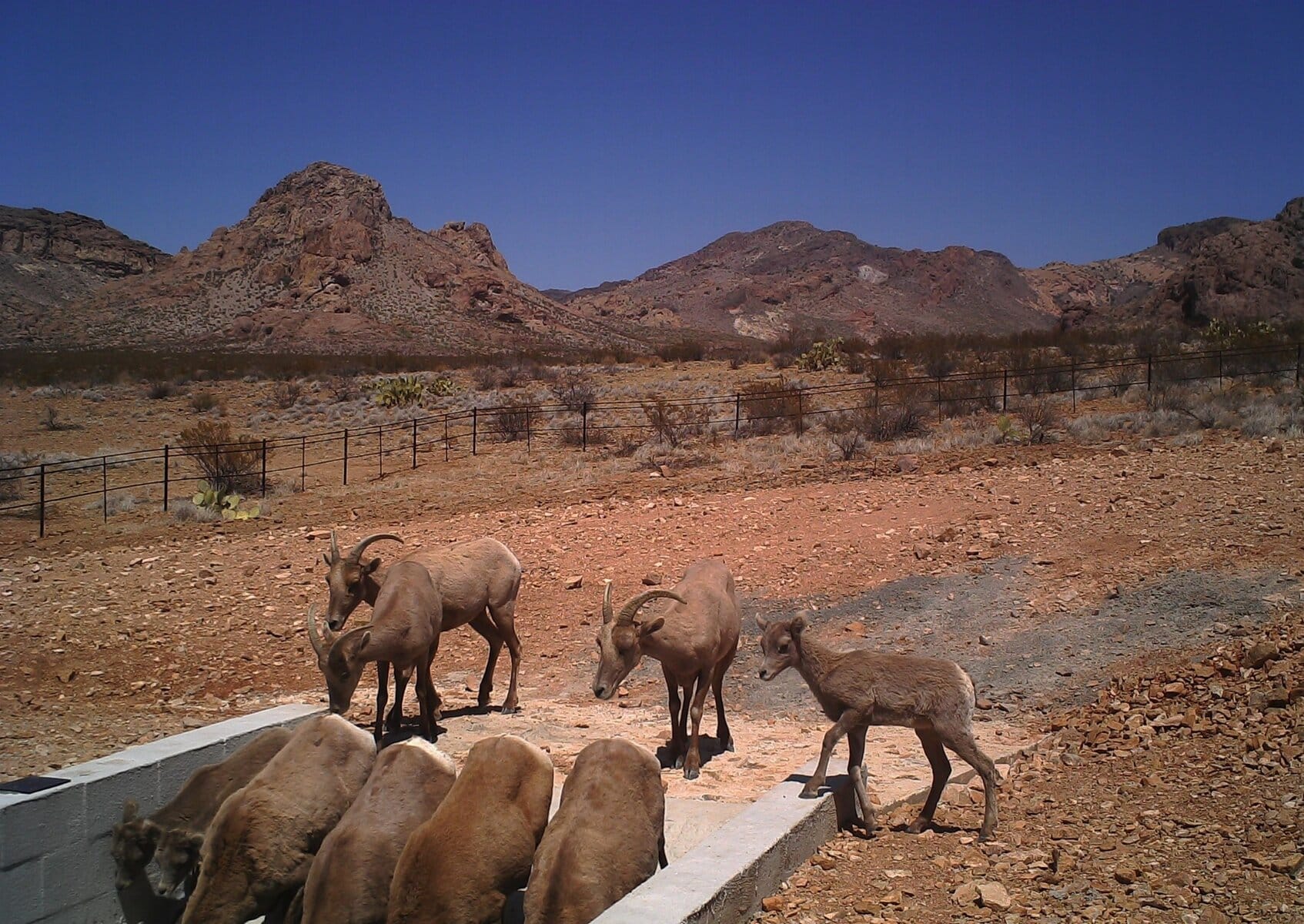 Desert bighorn sheep in Mesa, Arizona with mountainous terrain in background.