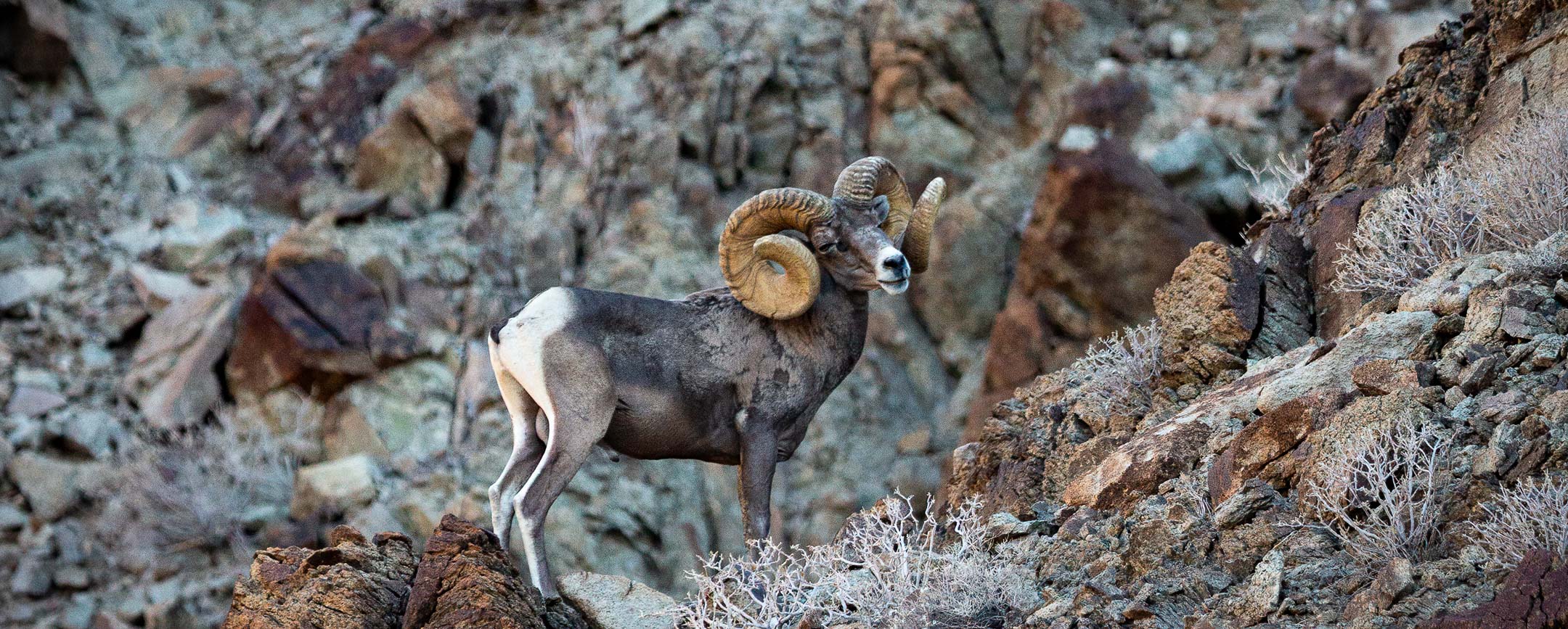 Rams with large, spiraled horns standing among rocky desert terrain in Mesa, AZ.