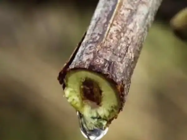 Vite di vite con goccia d'acqua sulla punta, pronta alla raccolta di uva.