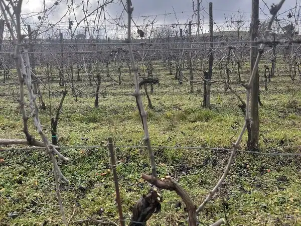 Vigneto con filari di uva spoglia, pronto per la stagione di crescita primaverile.