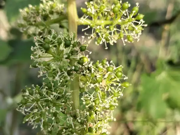 Fioritura di grappoli di uva in vigneto, cura e passione per il vino italiano.