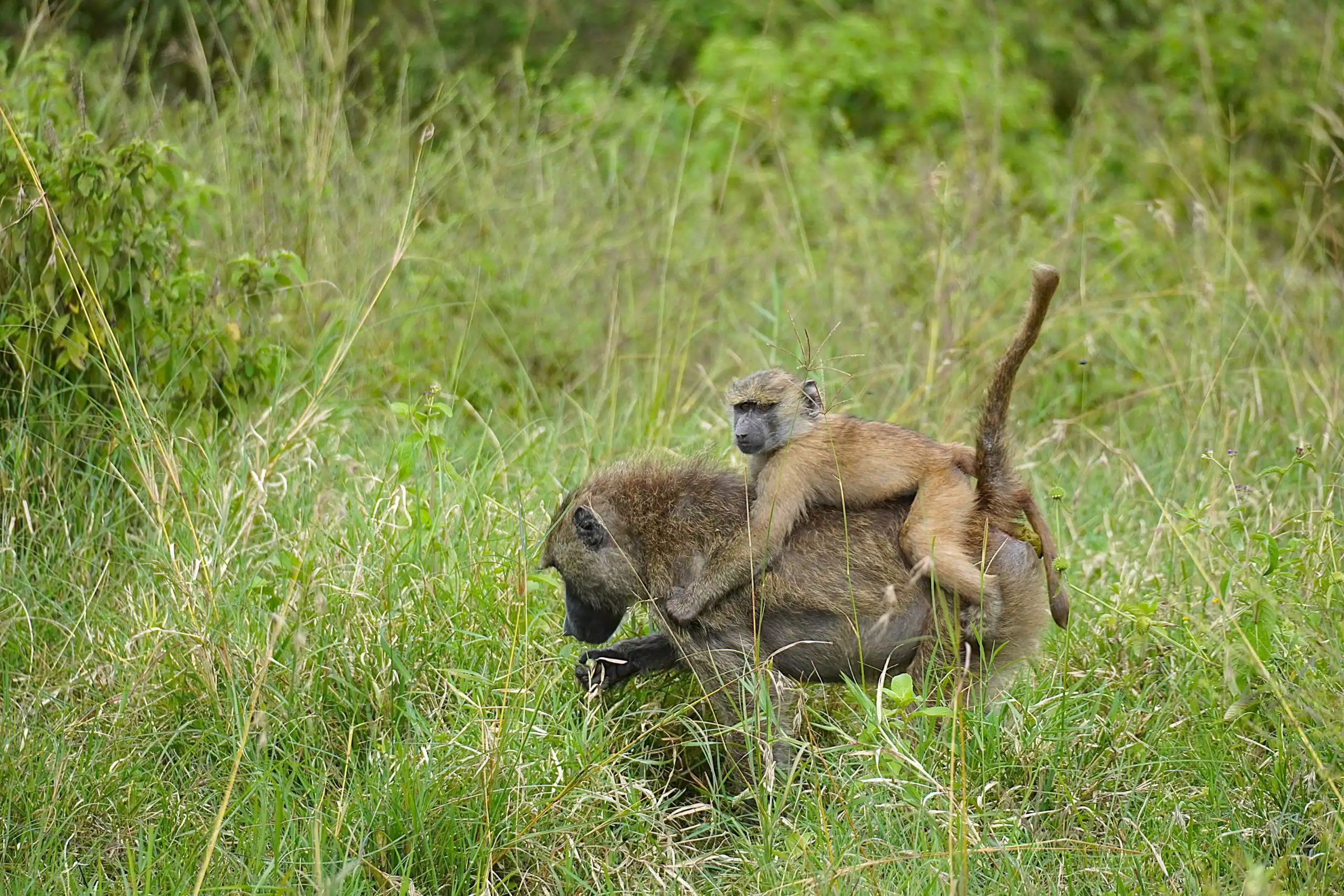 Día 4 - Parque Nacional Gombe Stream