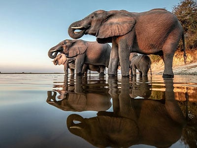 Elephants drinking water