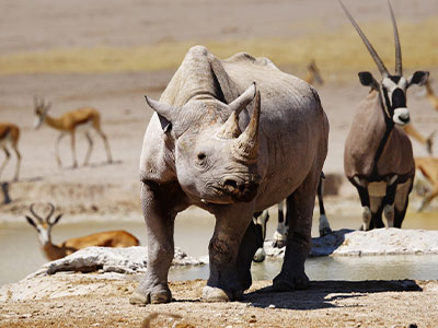 Rhino with other wildlife