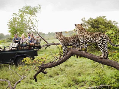 Leoperds standing on branch in Safari