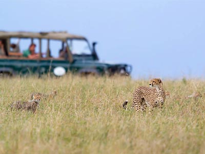 Cheetah standing in safari