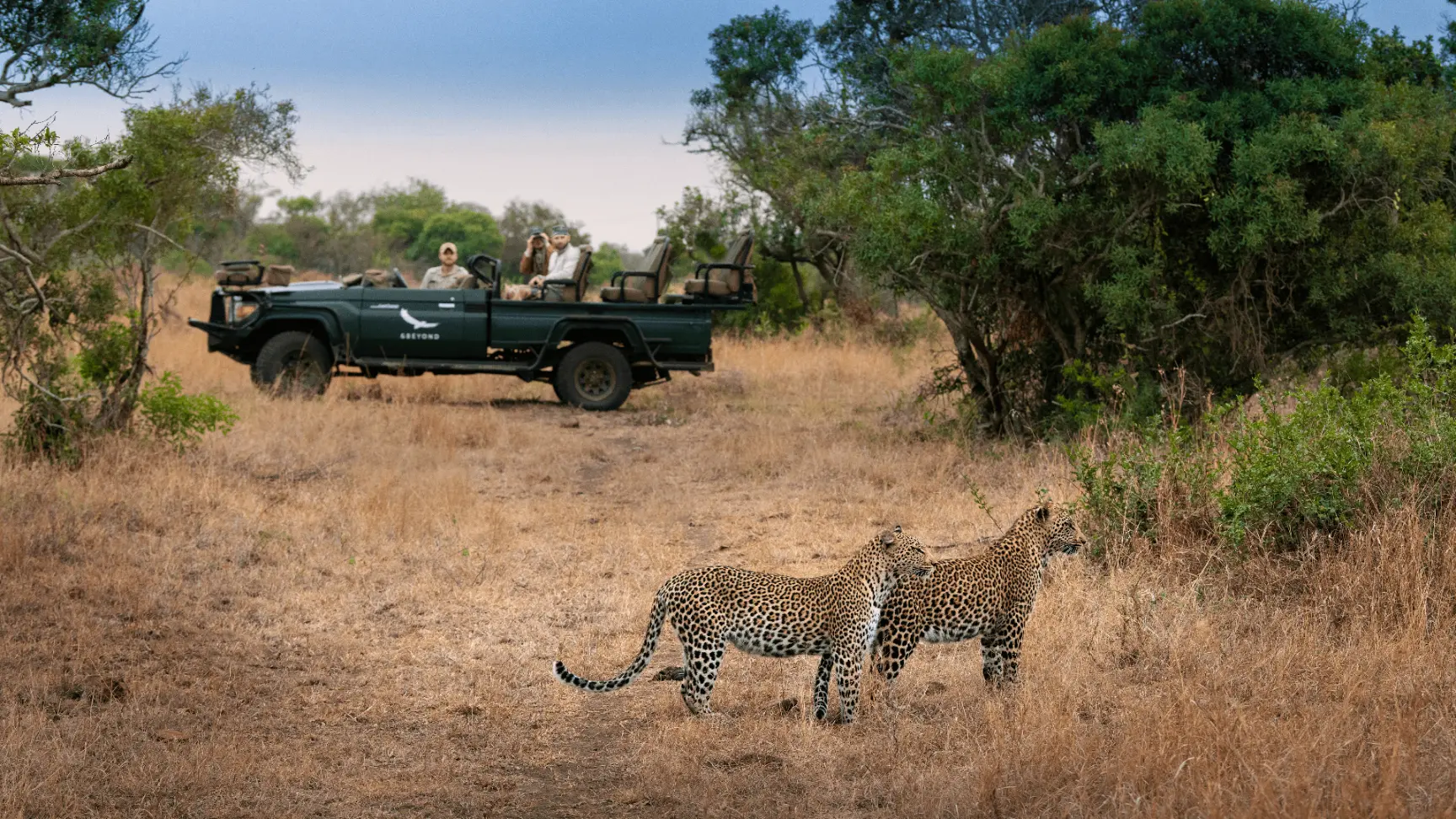 Cheetahs Spotted on Safari