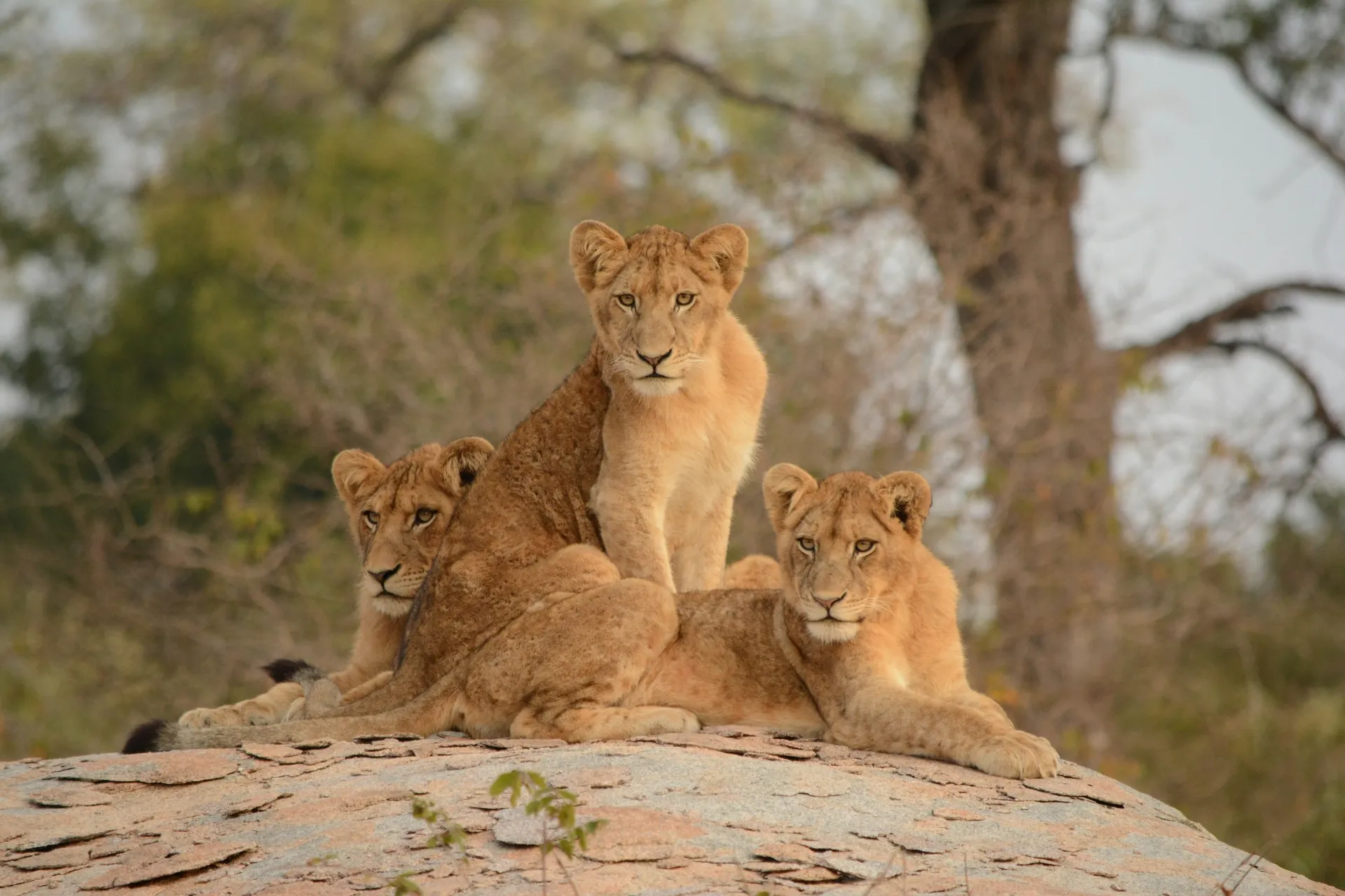 Lions-on-Rock-in-Kruger-National-park