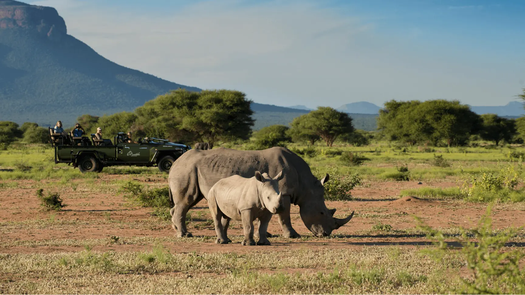 Rhino walking with young on safari