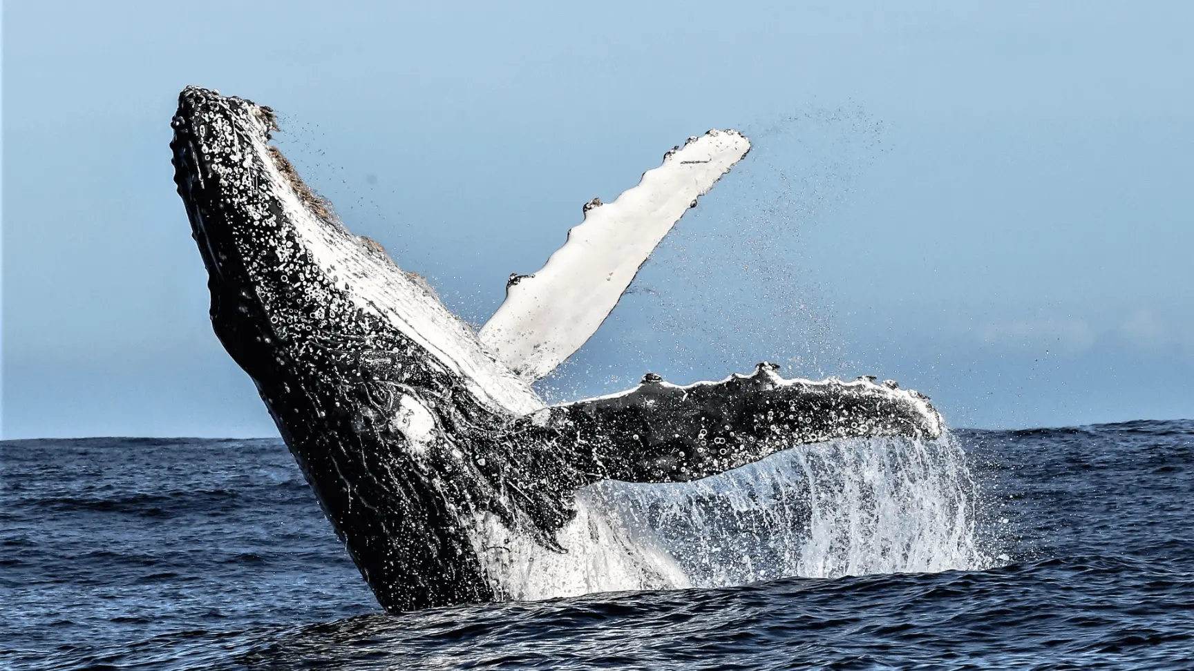 Whale Watching in Hermanus