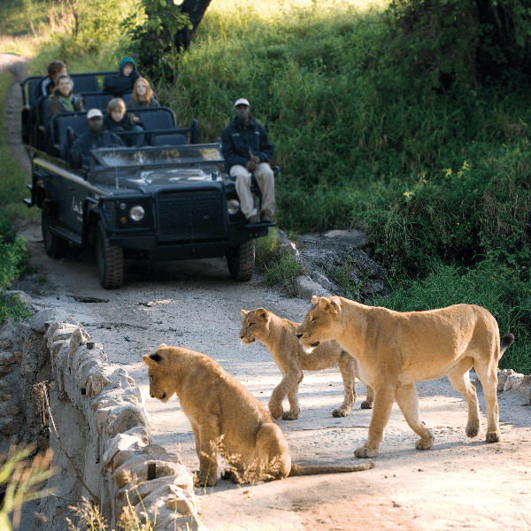 Lions in Kruger Park