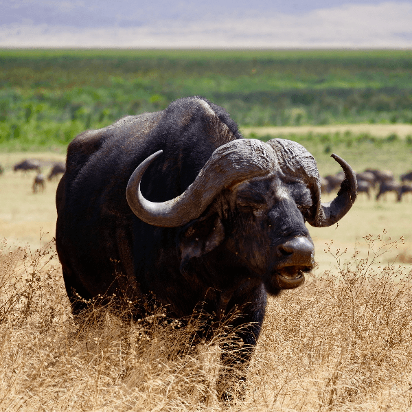Buffalo Ngorongoro Crater