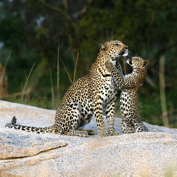Leopard and Cub in Sabi Sands