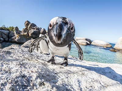 Penguin at the beach