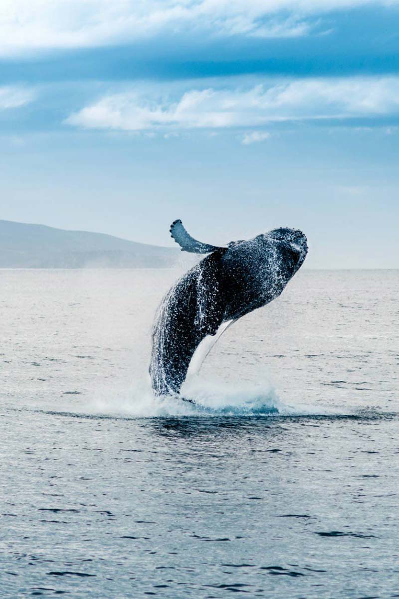 Whale jumping out of water