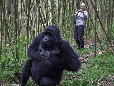 Wilderness Bisate Gorilla