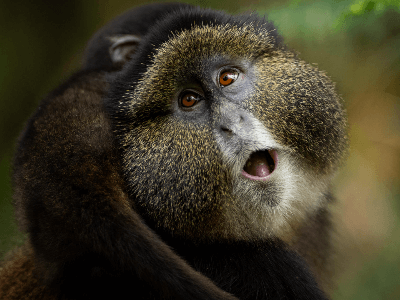 Golden Monkey
