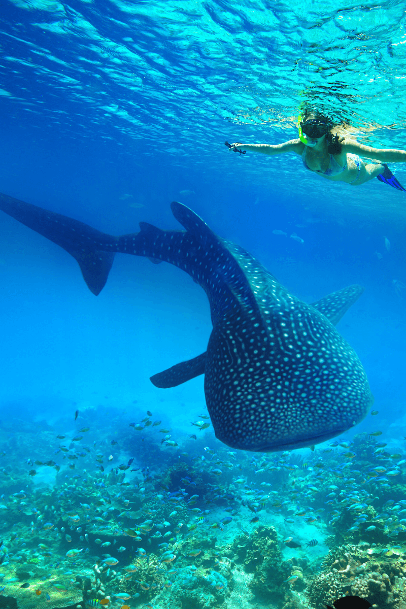 Swimming with Whale Sharks