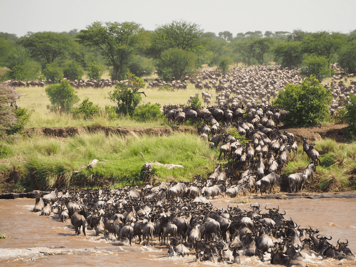 Serengeti Mara Crossing