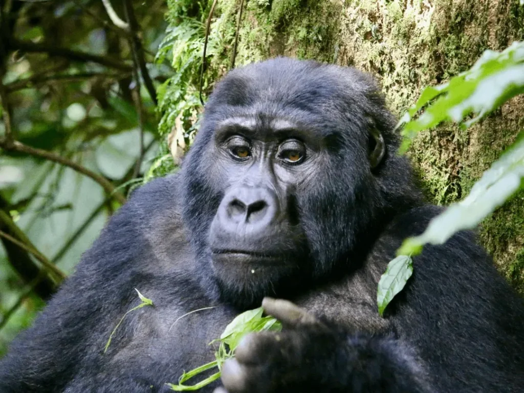 Bwindi Impenetrable Gorilla
