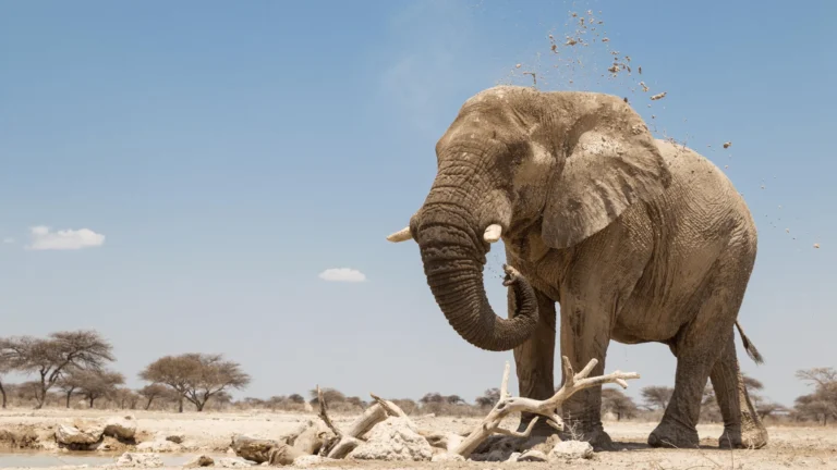 Elephant Etosha