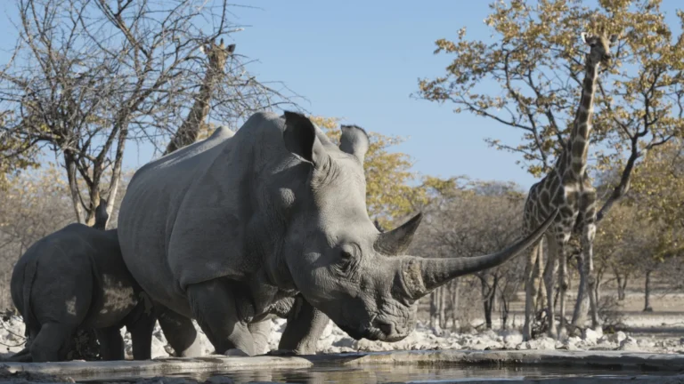 Rhino Etosha