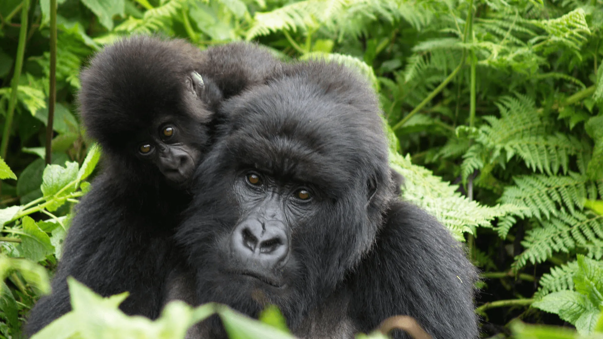 Singita Rwanda