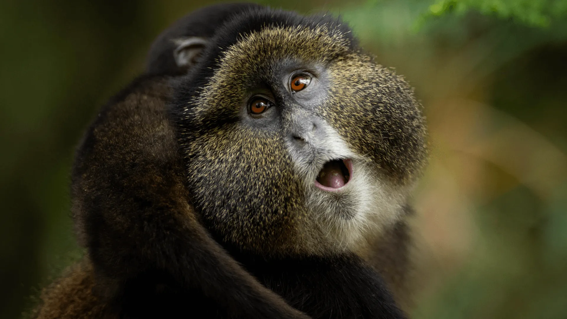Singita Rwanda