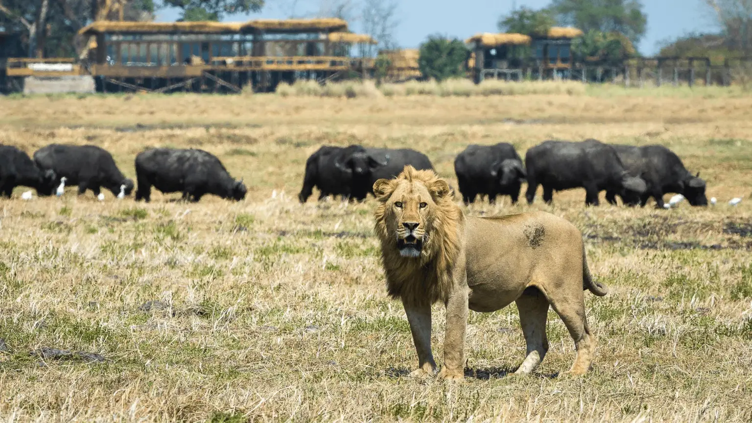 Wilderness Kafue