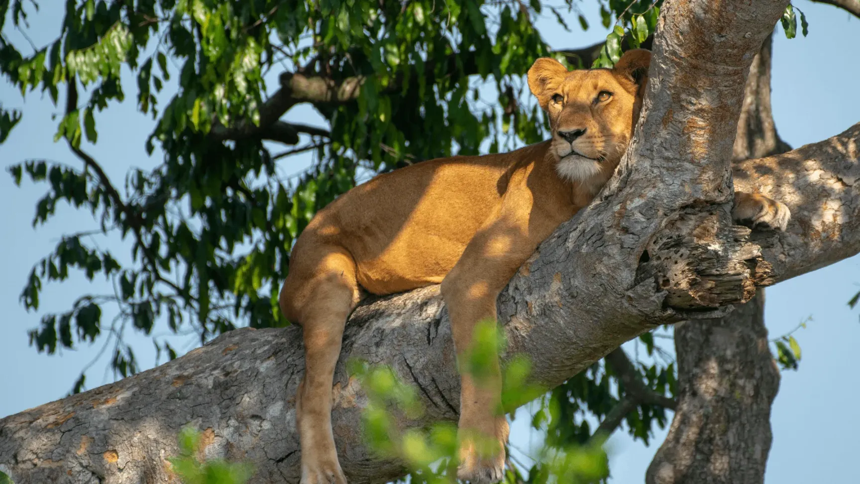 Uganda uwa lion
