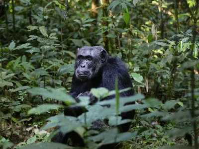 Chimpanzee