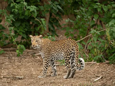 Leopard Anabezi Zambia