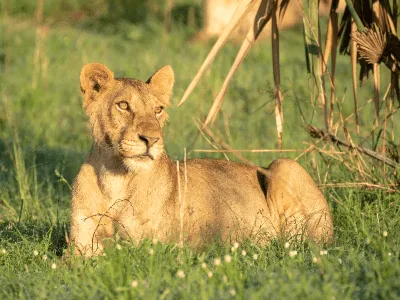 Big 5 Uganda