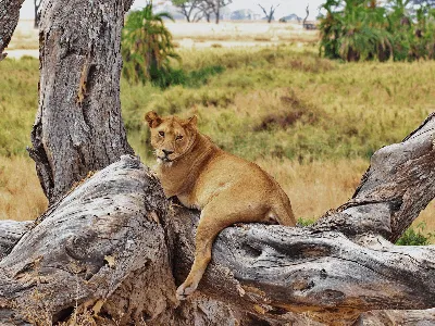 Big 5 Safaris