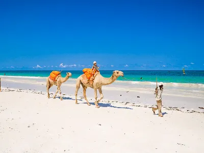 Camel Diani
