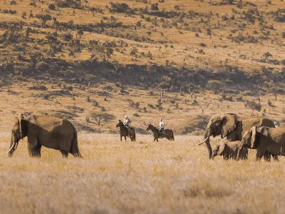 Horse Riding Lewa