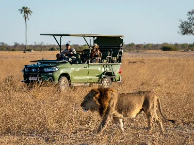 Wilderness Linkwasha Lion