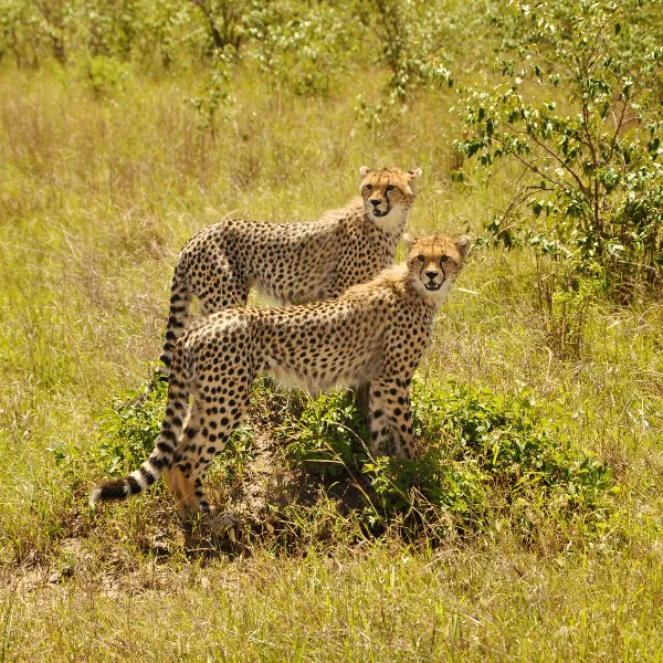 Maasai Mara Cheetahs on Safari