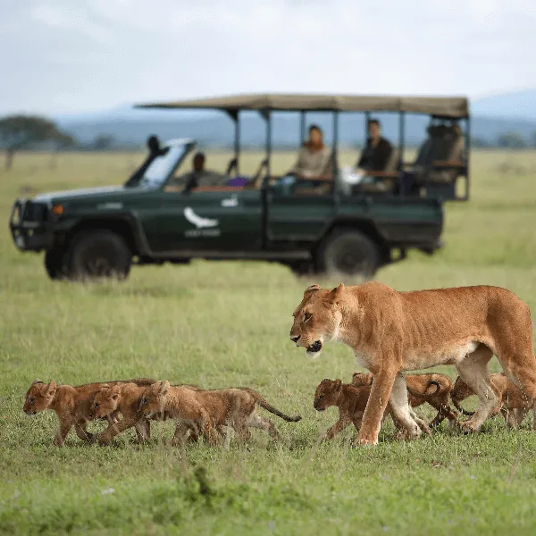 Lion Pride in Serengeti