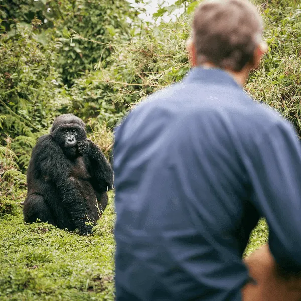 Gorilla Tracking Rwanda