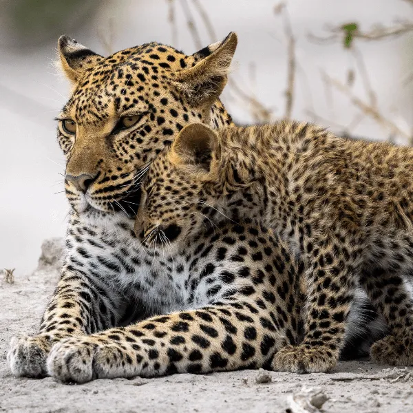 Mombo Camp Okavango Delta Botswana