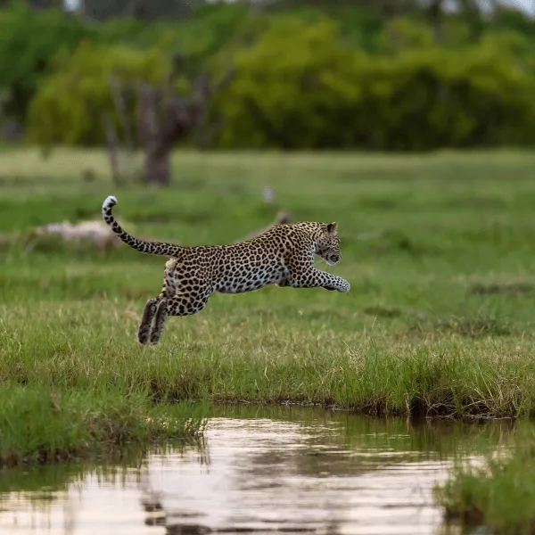 Okavango Delta